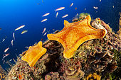 Two Penta star, Peltaster placenta, Marine Protected area Punta Campanella, Massa Lubrense, Penisola Sorrentina, Costa Amalfitana, Italy, Tyrrhenian Sea, Mediterranean