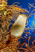 Catshark egg, (Scyliorhinus sp.), on Yellow gorgonia, (Eunicella cavolini), Marine Protected area Punta Campanella, Massa Lubrense, Penisola Sorrentina, Costa Amalfitana, Italy, Tyrrhenian Sea, Mediterranean