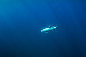 Risso's dolphin (Grampus griseus), Pelagos Sanctuary for Mediterranean Marine Mammals, France, Mediterranean Sea