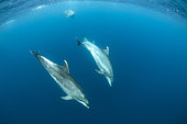 Bottlenose dolphins (Tursiops truncatus) Pelagos Sanctuary for Mediterranean Marine Mammals, France, Mediterranean Sea