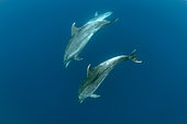 Bottlenose dolphins (Tursiops truncatus) Pelagos Sanctuary for Mediterranean Marine Mammals, France, Mediterranean Sea