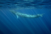 Fin whale (Balaenoptera physalus) is the largest baleen whale found in the Mediterranean Sea. It is the world’s second largest cetacean, after the blue whale. Pelagos Sanctuary for Mediterranean Marine Mammals, Mediterranean Sea