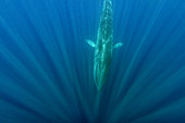 Fin whale (Balaenoptera physalus) is the largest baleen whale found in the Mediterranean Sea. It is the world’s second largest cetacean, after the blue whale. Pelagos Sanctuary for Mediterranean Marine Mammals, Mediterranean Sea