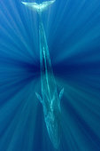 Fin whale (Balaenoptera physalus) is the largest baleen whale found in the Mediterranean Sea. It is the world’s second largest cetacean, after the blue whale. Pelagos Sanctuary for Mediterranean Marine Mammals, Mediterranean Sea