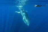 Snorkeler and fin whale (Balaenoptera physalus) is the largest baleen whale found in the Mediterranean Sea. It is the world’s second largest cetacean, after the blue whale. Pelagos Sanctuary for Mediterranean Marine Mammals, Mediterranean Sea