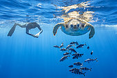 Snorkeler with Loggerhead turtle (Caretta caretta), one of the three species found in Mediterranean Sea. Pelagos Sanctuary for Mediterranean Marine Mammals, Mediterranean Sea