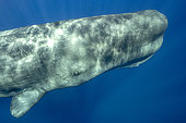 Sperm whale, (Physeter macrocephalus). Vulnerable (IUCN). The sperm whale is the largest of the toothed whales. Sperm whales are known to dive as deep as 1,000 meters in search of squid to eat.