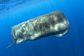 Sperm whale, (Physeter macrocephalus). Vulnerable (IUCN). The sperm whale is the largest of the toothed whales. Sperm whales are known to dive as deep as 1,000 meters in search of squid to eat. Pelagos Sanctuary for Mediterranean Marine Mammals, Mediterranean Sea