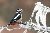 Great spotted woodpecker (Dendrocopos major) perched amongst sheep wool, England