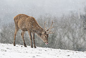 Red deer (Cervus elaphus) stag licking his nose while standing in a snow srorm