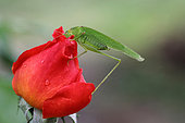 Great green bush-cricket (Tettigonia viridissima) nibbling a rose