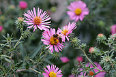 Honey bee (Apis mellifera) foraging on an Aster flower