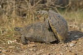 Pairing of two Spur-thighed Tortoises (Testudo graeca), Xanthos, Lykien, Turkey, Asia