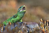 Lézard des souches (Lacerta agilis) mâle en livrée nuptiale, posture de défense, Rhénanie du Nord-Westphalie, Allemagne