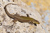 Italian wall lizard (Podarcis sicula cettii), Sardinia, Italy, Europe