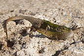 Italian wall lizard (Podarcis sicula cettii), Sardinia, Italy, Europe