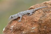 Bow-fingered Gecko or Kotschy's Gecko (Cyrtopodion kotschyi ciliciensis, Mediodactylus kotschyi ciliciensis), adult, Lycia, Turkey, Asia