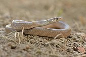 Ring-headed Dwarf Snake (Eirenis modestus), adult, Lycia, Turkey, Asia