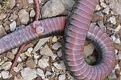 Genitals or hemipenis of a snake, Large Whip Snake (Dolichophis jugularis), Lycia, Turkey, Asia