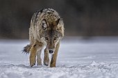 Gray wolf (Canis lupus) free and wild, young wolf in the snow, Biosphere Reserve Mittelelbe, Saxony-Anhalt