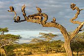 Cape griffon (Gyps coprotheres), several vultures sitting on tree in morning light, Tanzania, Africa