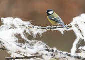 Great Tit (Parus major) perched amongst sheep wool caught in bramble, England
