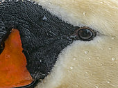 Mute swan (Cugnus olor) head details