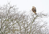 Red kite (Milvus milvus) perched in a tree amongst falling snow