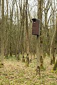 Tawny owl (Strix aluco) nestbox, England