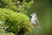 Crested tit (Lophophanes cristatus) on moss, Ardennes, Belgium