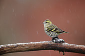 Siskin (Spinus spinus) on a branch under snow, Ardennes, Belgium