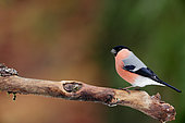 Bullfinch (Pyrrhula pyrrhula) on a branch, Ardennes, Belgium