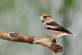 Hawfinch (Coccothraustes coccothraustes) on a branch, Ardennes, Belgium