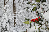 Holly (Ilex aquifolium) fruit under snow, Ardennes, Belgium