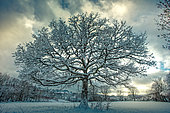 Snowy oak (Quercus robur), Ardennes, Belgium