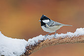 Coal Tit (Periparus ater) on a snowy branch, Ardennes, Belgium