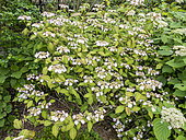 Mountain Hydrangea (Hydrangea serrata) 'Kiyosumi' in bloom