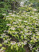 Mountain Hydrangea (Hydrangea serrata) 'Kiyosumi' in bloom