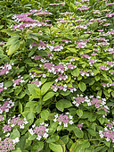 French hydrangea (Hydrangea macrophylla) 'Sea Foam' in bloom