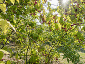 Flat-stalked spindle (Euonymus sachalinensis) fruits