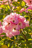Rose polyantha, Rosa 'Petite Françoise' Breeder : Gravereaux (FRA) 1915
