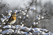 Fieldfare (Turdus pilaris) on icy hawthorn branches, Vosges du Nord Regional Nature Park, France