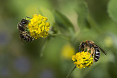 Orange-legged Furrow Bee (Halictus rubicundus) females on Black Medick (Medicago lupulina), Vosges du Nord Regional Nature Park, France