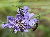 Small Black Longhorn Beetle (Stenurella nigra) on Widow flower (Knautia sp), Vosges du Nord Regional Nature Park, France