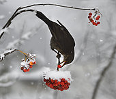 Blackbird (Turdus merula) in flight eating rowan (Sorbus aucuparia), Vosges du Nord Regional Nature Park, France