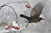 Blackbird (Turdus merula) in flight eating rowan (Sorbus aucuparia), Vosges du Nord Regional Nature Park, France