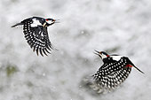 Great spotted woodpecker (Dendrocopos major) males hooting themselves, Parc naturel régional des Vosges du Nord, France