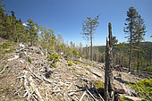 Cleared spruce forest (Picea abies) infested by European spruce bark beetle (Ips typographus), Oberhaslach, Alsace, France