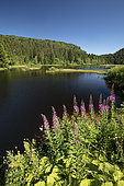 Rosebay willowherb (Epilobium augustifolium), Lac de Lispach, Vosges, France