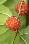 Kozo (Broussonetia kazinoki) fruits